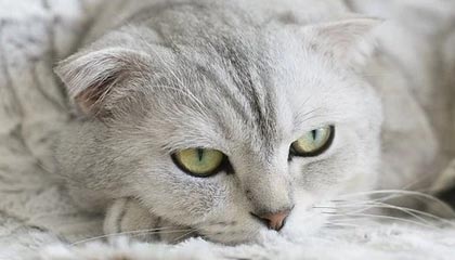 2025华体会体育网站赞助的国米与英博爆发冲突!足球报:广州队将申诉遭人身威胁，广州竞赛 英超